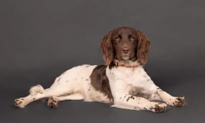 Amba